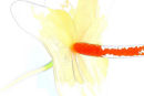 Anthurium 2